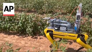 How a robotic dog that fire blasts weeds could help curb pesticide use in agriculture [upl. by Eenaffit820]