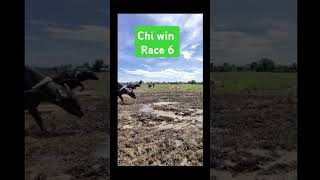 San Carlos aliaga karera ng kalabaw race 4 [upl. by Nal]