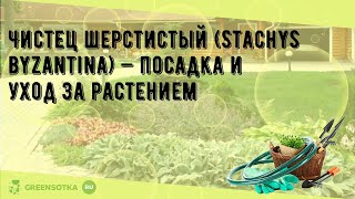 Чистец шерстистый Stachys byzantina — посадка и уход за растением [upl. by Lleneg]