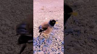 Starling Sound  Myna Sound  Talking Myna starling starlingbird animalsounds shorts [upl. by Iznyl]