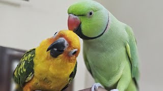 Whiskers amp Wings 😸🦜 is liveMY CRAZY PARROTS Are Taking Over🦜🦜 parrots birds live livestream [upl. by Leuqer337]