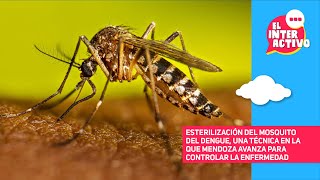 Mendoza avanza en el control del dengue con técnica de insecto estéril [upl. by Caravette]