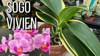 A Must Have VARIEGATED Orchid Sogo Vivien CareCollab [upl. by Htennaj503]