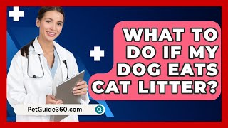 What To Do If My Dog Eats Cat Litter  PetGuide360com [upl. by Vivle]