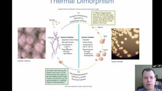 Chapter 22  The Fungal Infections of Medical Importance [upl. by Rennie]