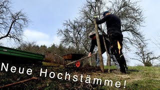 Neue Hochstämme pflanzen  Unsere neue Anschaffung  StreuobstVLOG 87 [upl. by Kwan]