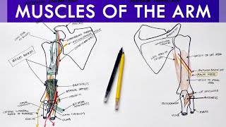 Muscles of the Arm  Origin Insertion Innervation  Anatomy Tutorial [upl. by Eatnahs]