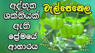 Welpenela Health Benefits of love in a puff වැල් පෙනෙල ශාකයේ ඔබ නොදත් සැගවුන විශ්මිත හැකියාව [upl. by Sesilu]