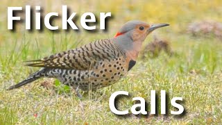 Northern Flicker Calls Explained 4 Sounds amp What They Tell You [upl. by Annazor683]