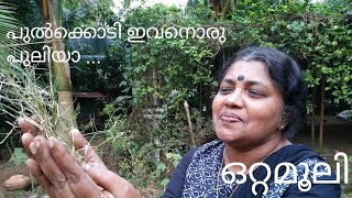 കറുക  KARUKA  Cynodon dactylon [upl. by Nida120]