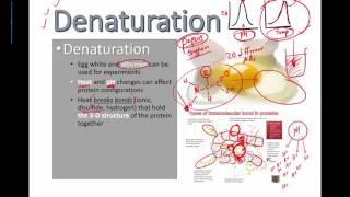 Denaturation IB Bio 2015 [upl. by Toffey]