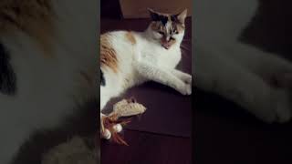 Coras Cat FeatherTailed Mouse Playtime 🐭🐱💖 [upl. by Ainimreh]