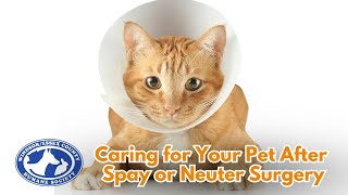 Caring For Your Pet After Spay or Neuter Surgery [upl. by Arol]