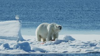 Questi trichechi hanno deciso di trascorrere l’estate in un luogo pericoloso ma ancora non lo sanno [upl. by Ruthe30]