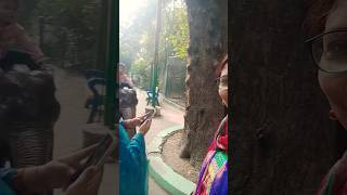 Hathi raja kaha chle🥰🤗utubeshort ytstudieo trending viral likeandsubscribe masti zoo cute [upl. by Akiaki623]