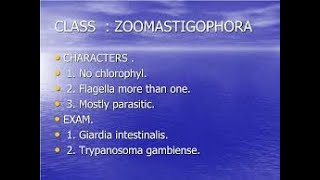 Class zoomastigophora  Trypanosomes [upl. by Raji]