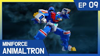 KidsPang Miniforce Animaltron｜🦁Ep9 Miniforce Lion Combine [upl. by Hawley840]