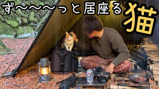 キャンプ場で猫と遭遇！懐きすぎて大雨の中一緒にキャンプを楽しみました！【大雨ソロキャンプ】 [upl. by Starr681]