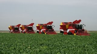 Beet Harvest XXL  4x GRIMME MAXTRON 620  selfpropelled Beet Harvesters [upl. by Amimej]