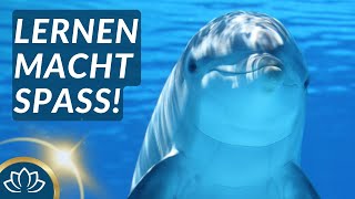 Motivierende KinderMeditation mit Pau dem Delfin 🐬 [upl. by Mannie]