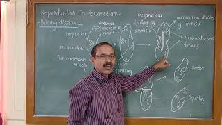 Binary fission in Paramecium [upl. by Strander119]