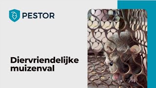 Diervriendelijke muizenval  Pestor [upl. by Nnyl]