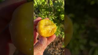 Suebelle White Sapote  San Diego [upl. by Elleral435]