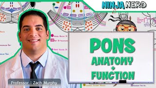 Neurology  Pons Anatomy amp Function [upl. by Ihab689]