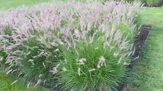 Kens Weekly Tips  25th August  Pennisetum  The plant that will tolerate a lot [upl. by Matta]