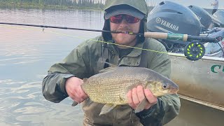 Using Dry Flies and Nymphing to Catch Lake Whitefish [upl. by Mab951]