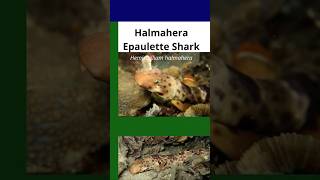 Halmahera Epaulette Shark or the Walking Shark [upl. by Ainoyek407]