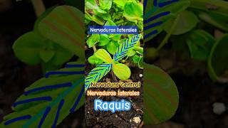 💚🌱 Nervaduras en cotiledones y nomófilos unifoliados Cannabis UvaDeInvierno CBGa [upl. by Aymahs722]