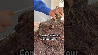 Why You Should Comb Out Your Bonsai Roots bonsai bonsaitree gardening plants tree tips shorts [upl. by Atinra]