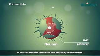 The role of Fucoxanthin in Brainphyt [upl. by Ainna279]