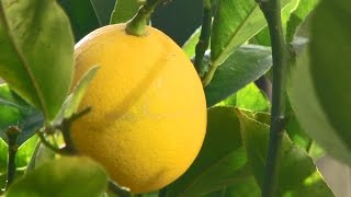 Solving Insect Problems on Citrus [upl. by Daveta549]