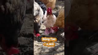 Le top 5 des plus grosses poules du monde 😱🐔 [upl. by Ellenehs]