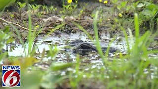 POV Coming Face to Face with a Gator in the Wild [upl. by Yziar]