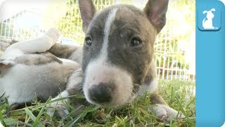 Sleepy Miniature Bull Terrier Puppies  Puppy Love [upl. by Ecirahs]