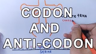 What is Codon and AntiCodon  Difference and Working Explained [upl. by Ardien]