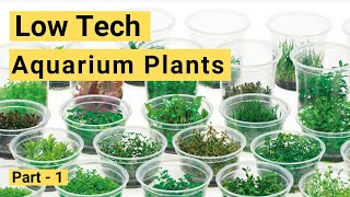 Low Tech Aquarium Plants For Your Planted Aquarium  2019 Beginner plants [upl. by Veator]