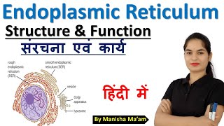 Endoplasmic reticulum in hindi  Structure  Function  Anatomy lecture  Cell Organelles [upl. by Haididej]