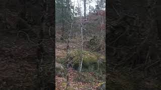 75 of 100 – Olavsberget camping 07 A walk 03 Engelsk [upl. by Rubenstein105]