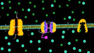 Transmembrane Potential [upl. by Negem]