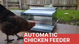 How To Setup Automatic Chicken Feeder [upl. by Asinet610]