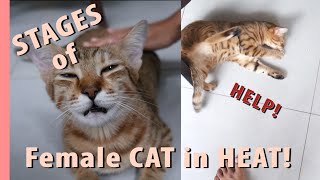 STAGES of a female cat in HEAT [upl. by Neelrahs]