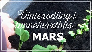 Vinterodling i tunnelväxthus mars 2016 [upl. by Salvucci552]