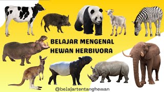 BELAJAR MENGENAL HEWAN HERBIVORA  MENGENAL HEWAN HERBIVORA [upl. by Saitam]