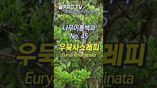 우묵사스레피 이름 유래 우묵스레피나무 Euryaemarginata 난대숲 [upl. by Groome]