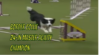 Border Collie the 24Inch Master Agility Champion 💪🏆🐶 [upl. by Ennairrek]