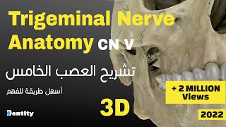 أسهل طريقة لحفظ العصب الخامس  Trigeminal Nerve CN V Anatomy [upl. by Leuqar]